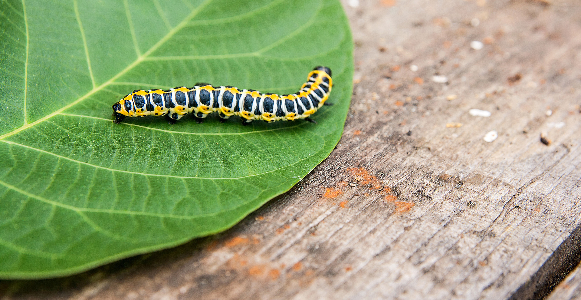 Pest Pack