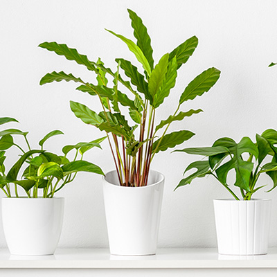 Boost your Indoor Plants