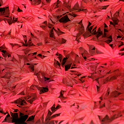 Star of the Season : Light and Lacy… Japanese Maples