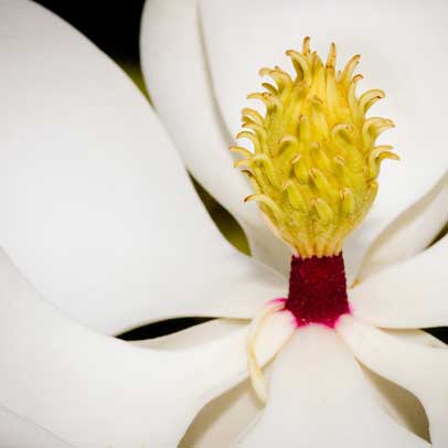 Handy guide: Magnolias