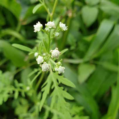 Sydneysiders called on to look out for parthenium weed