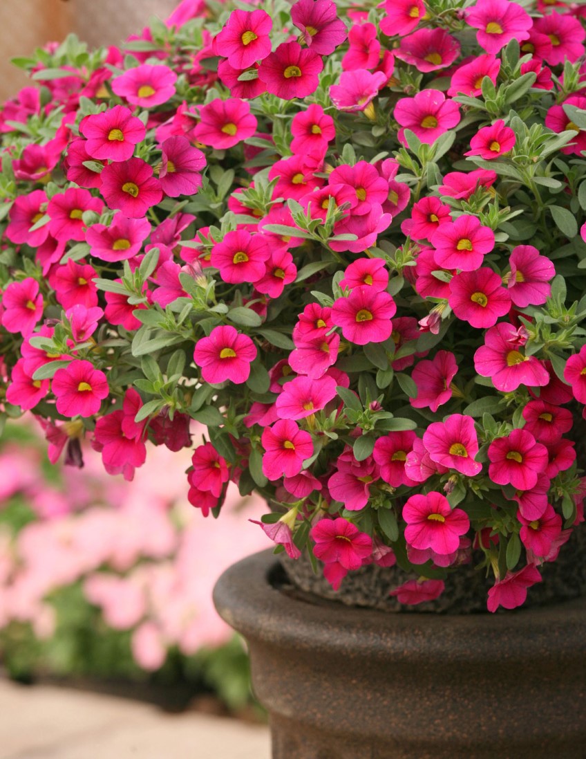How to: Grow summer annuals