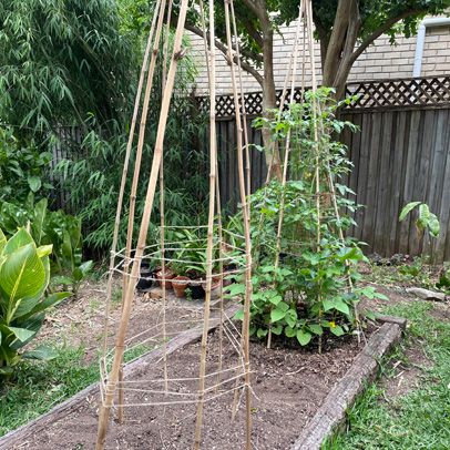 In the Vegetable Patch: It’s time for another tee pee