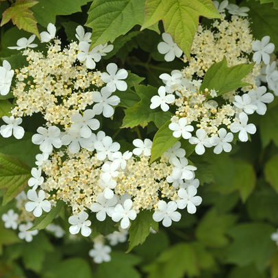 Know Your Flowering Shrubs
