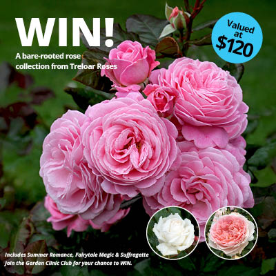 Winter Giveaway | Win 1 of 3 rose collections from Treloar Roses