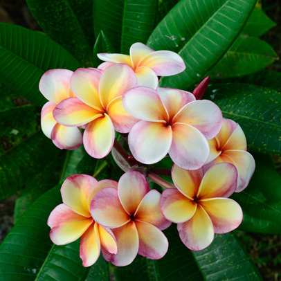 What To Do This Week:Take frangipani cuttings