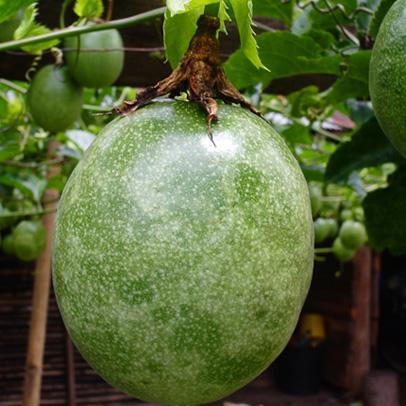What to do this week: Time to plant passionfruit
