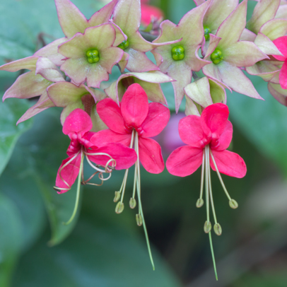 Star of the season: Clerodendrum
