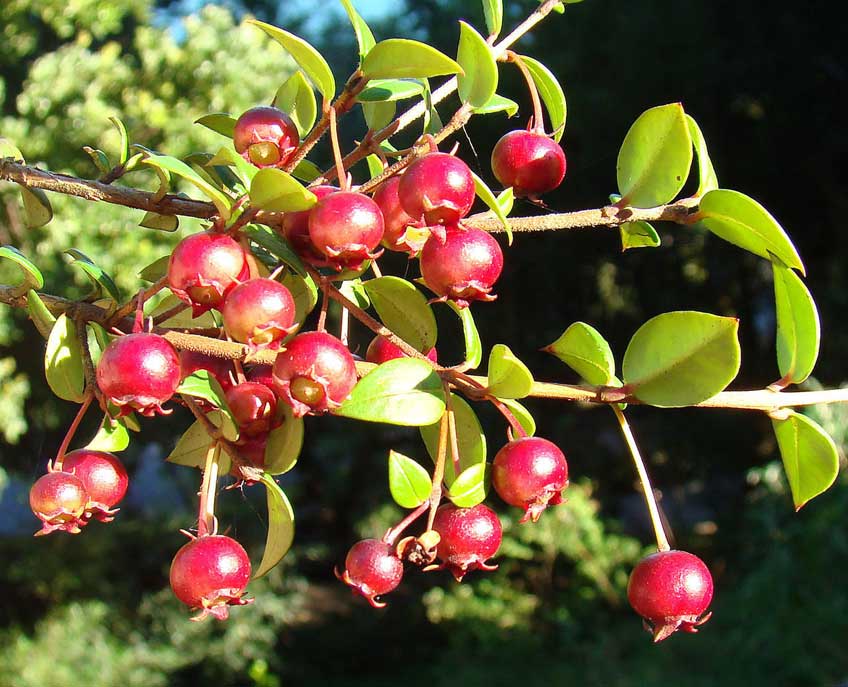 What's that string of bright red, waxy berries in the hedge