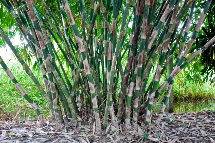 Beautiful Bamboo