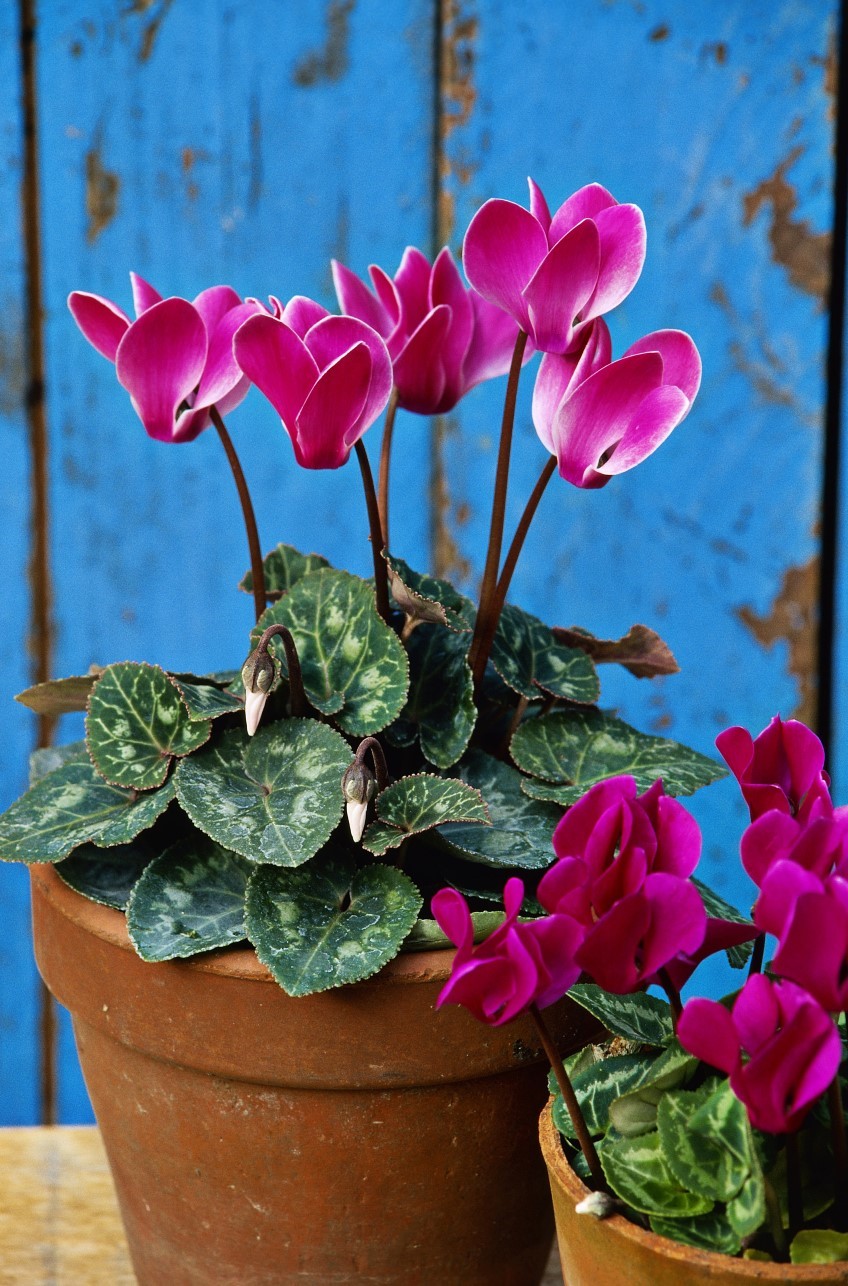 Potted: Cyclamen