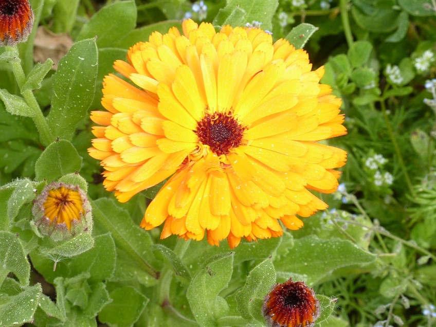 Dried Edible Flowers - Marigold, Gold