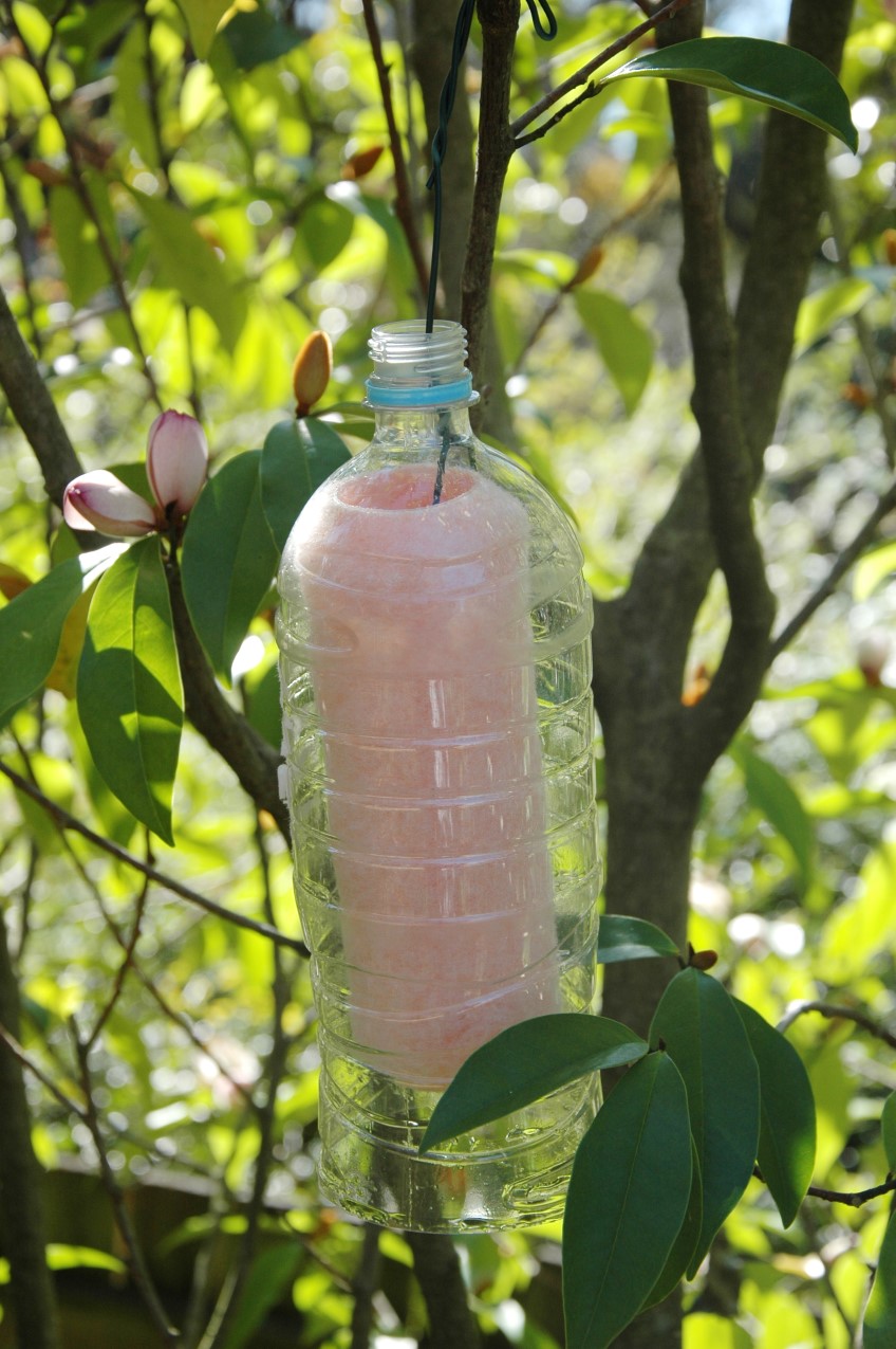 fruit fly trap on tree