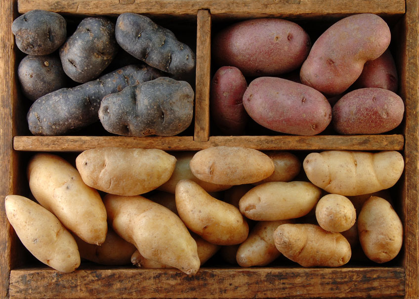 Potato Grow Bag  Mr Fothergill's