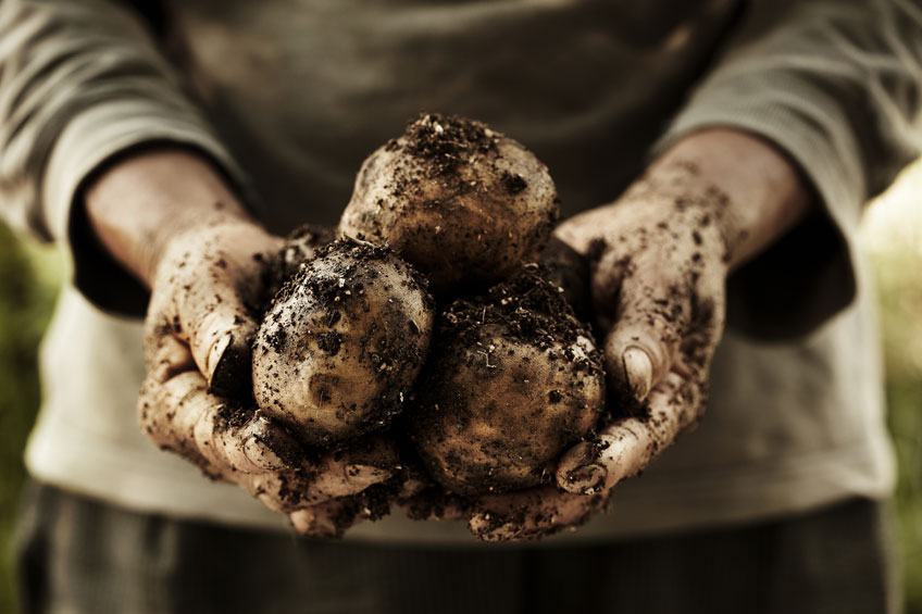 https://www.gardenclinic.com.au/GC/media/GardenClinic/How%20to%20Grow/Articles/potatoes_soo-hee-kim-shutterstock_web_1.jpg