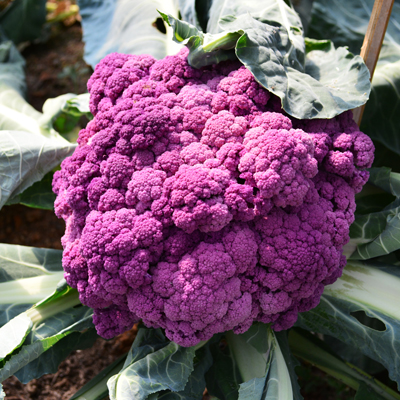 The List: Our 5 favourite purple vegetables