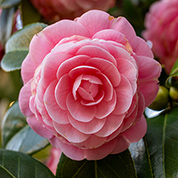 In the garden: June