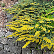 Groundcover Gold