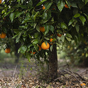 In your garden: March