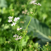 Did you know... about your garden