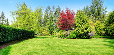 Get started on a new lawn