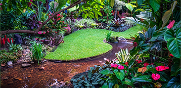 Create your own tropical retreat