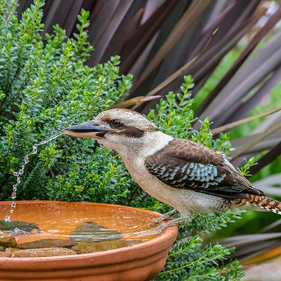 In your garden: February