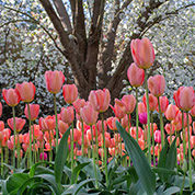 Colour your garden with beautiful bulbs