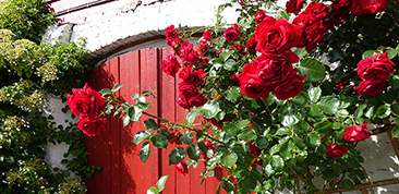 For the love of roses