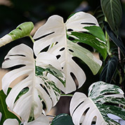 Did you know... about your garden