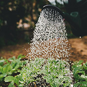 3 Steps to start a Vegie Patch